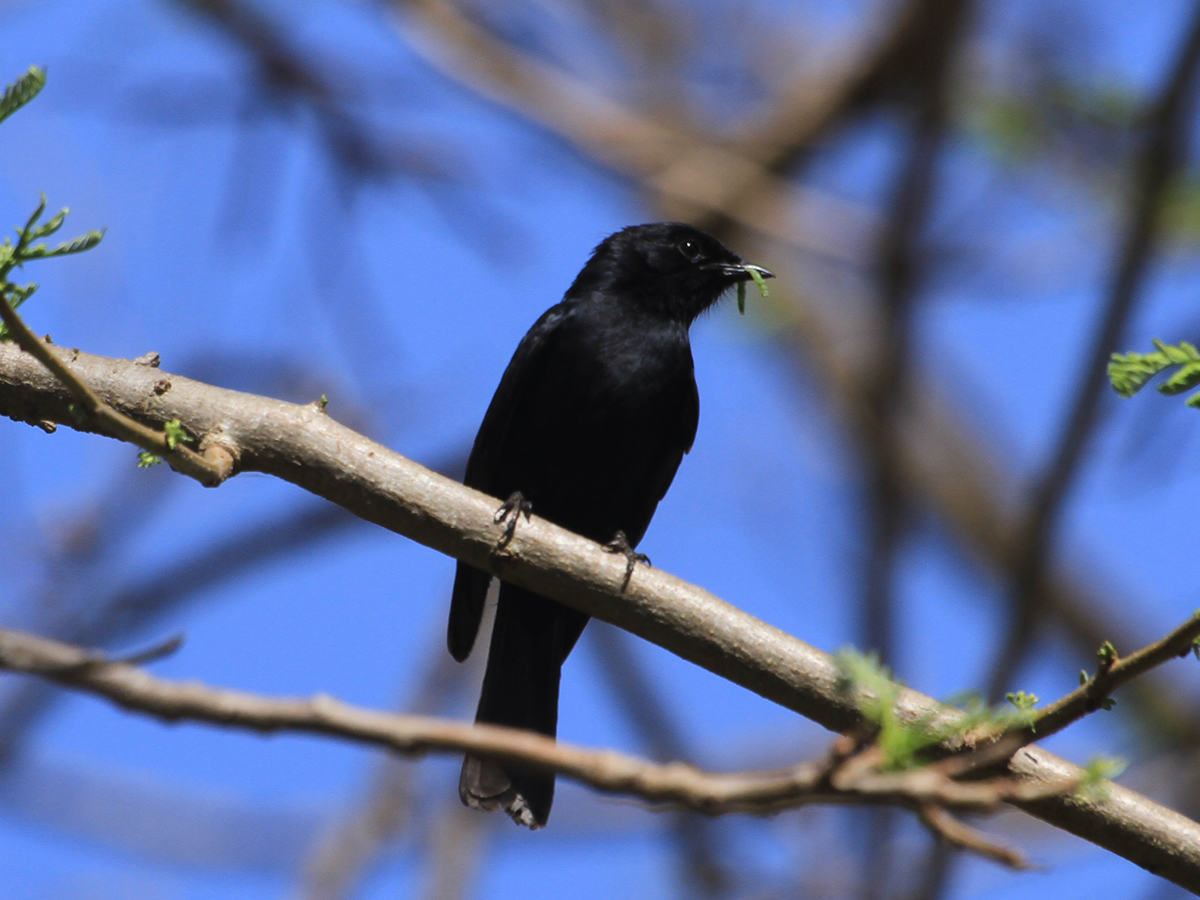 Black Drongo