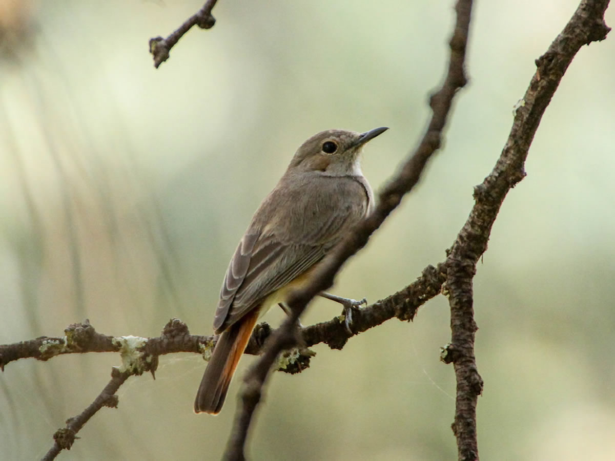 Black Redstart