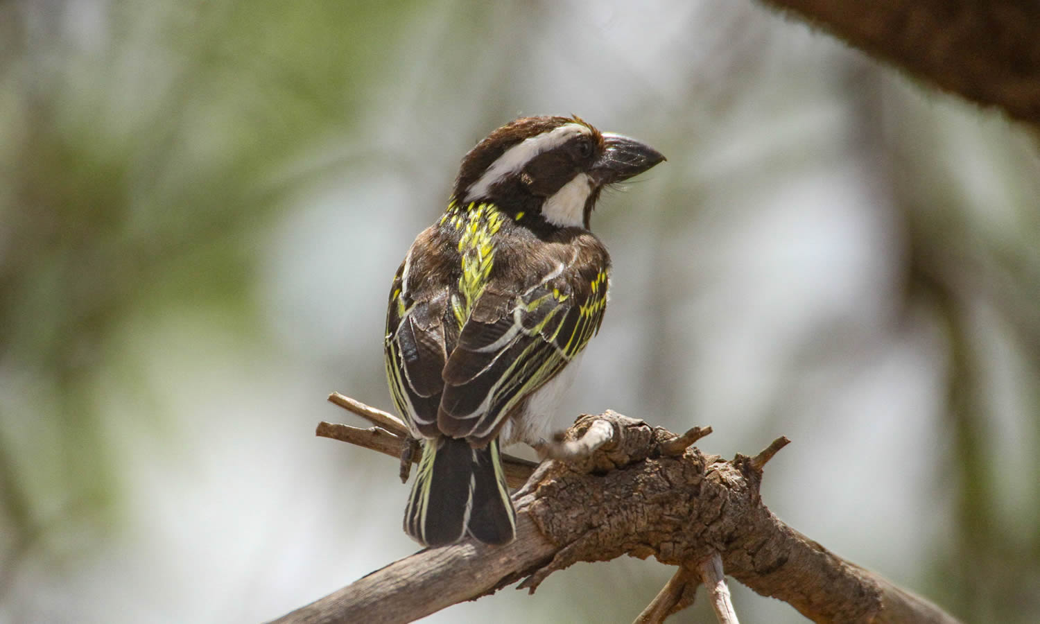 Black Throated Barbet