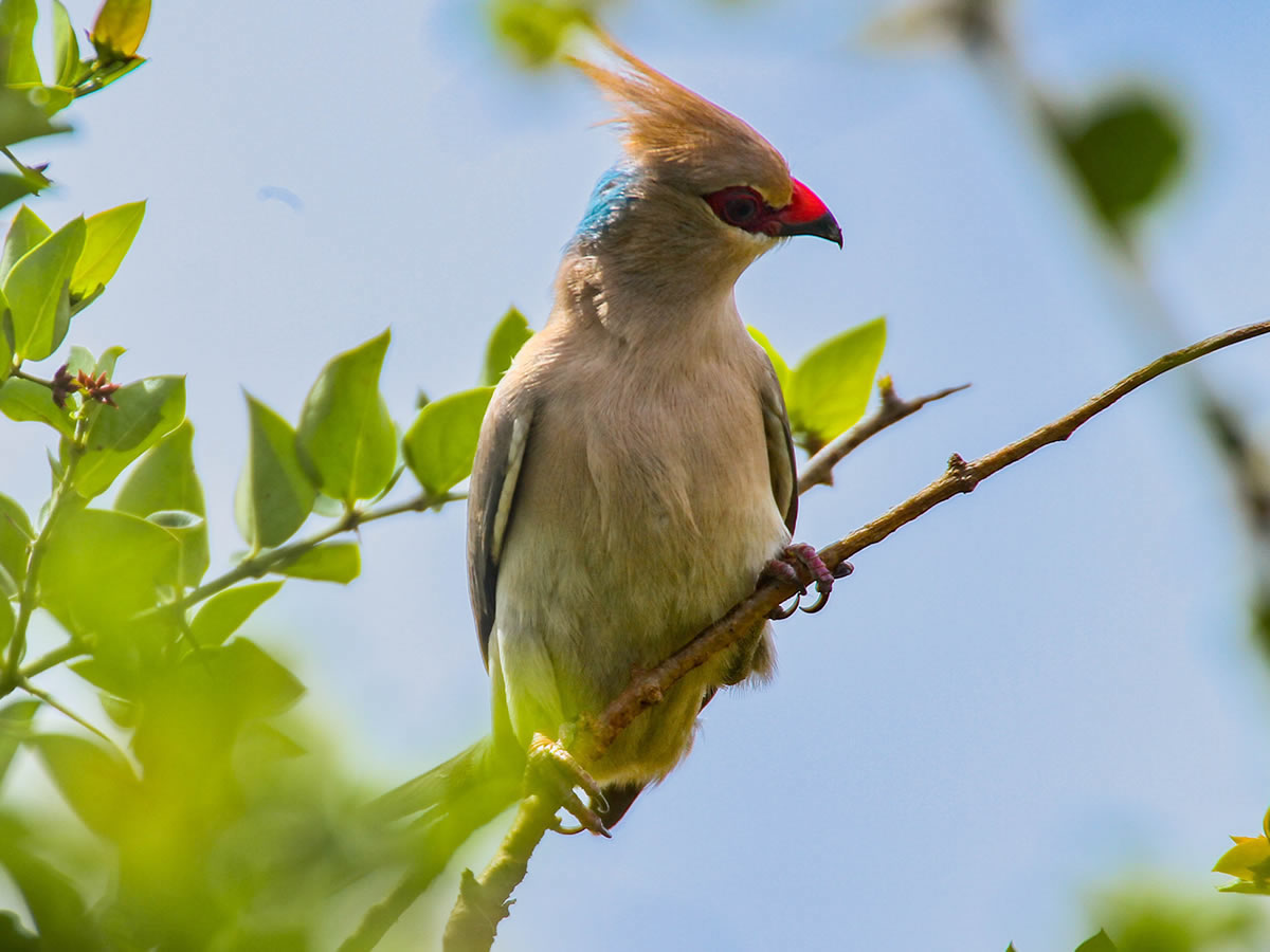 Blue Napped Mousebird
