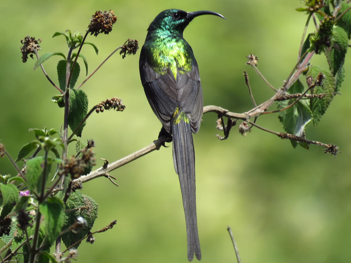 Bronze Sunbird