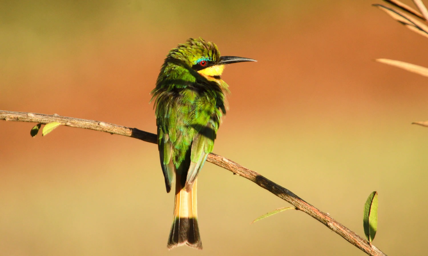 Little Bee Eater