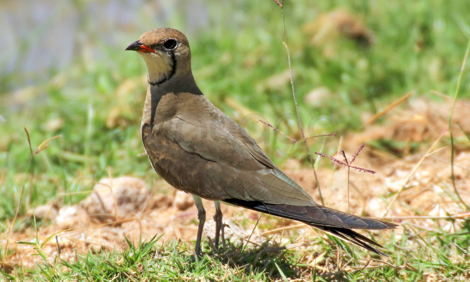 Collared Pranticole