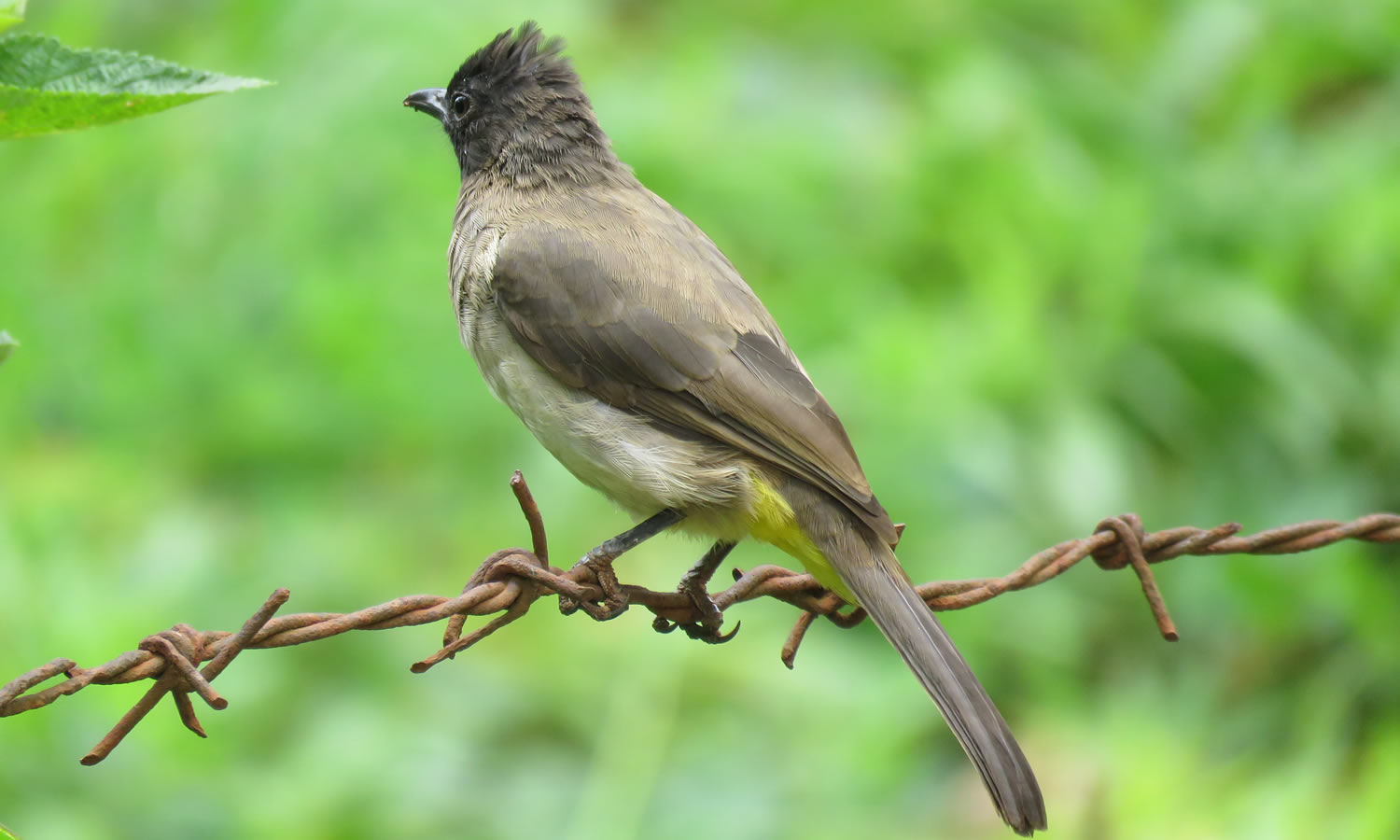 Common Bulbul