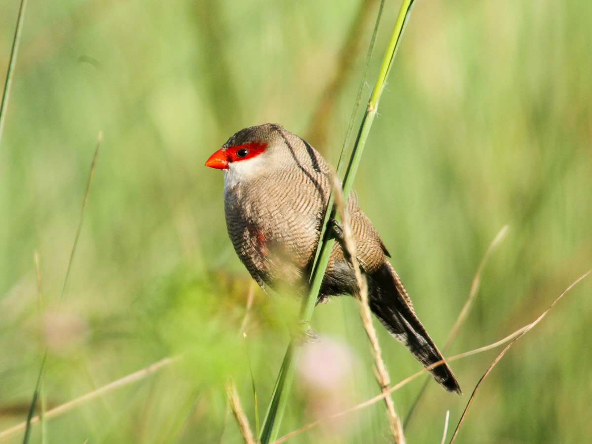 Common Waxbill