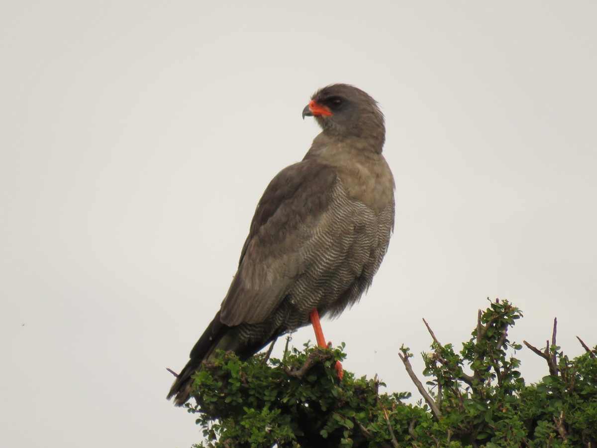 Dark Chanting Goshawk