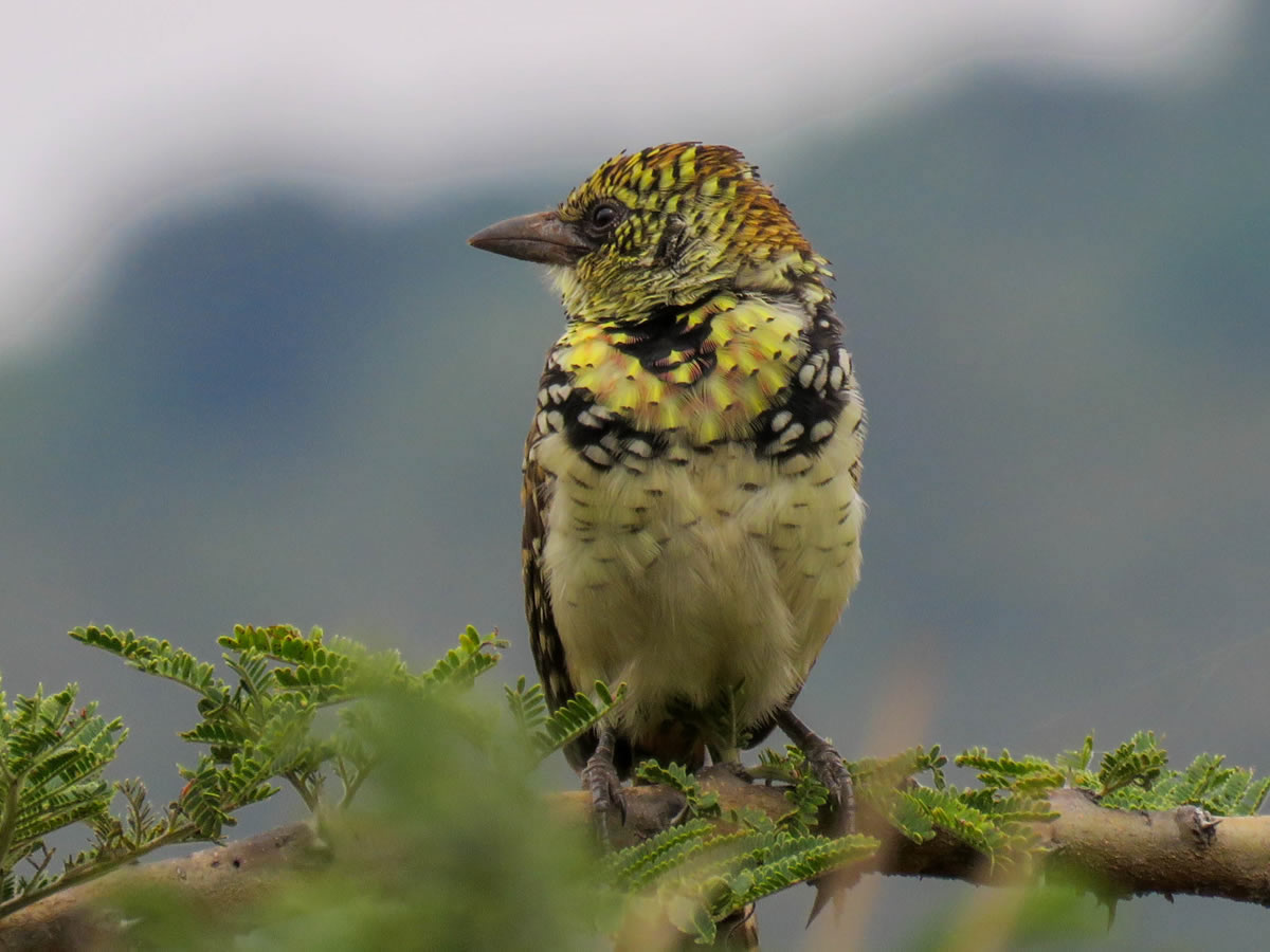 Darnauds Barbet