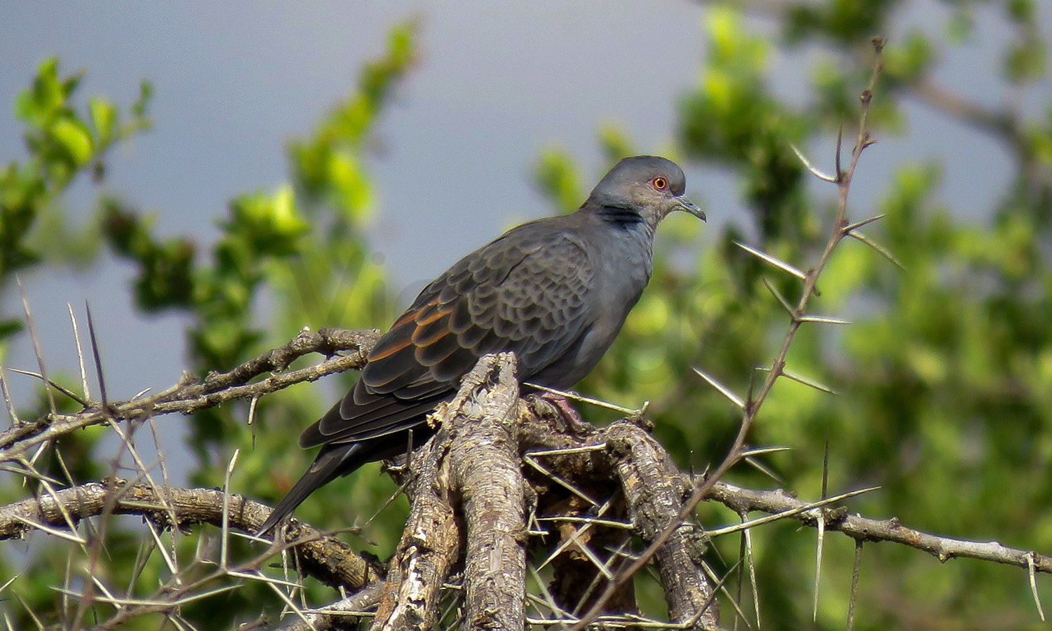 Dusky Turtle Dove