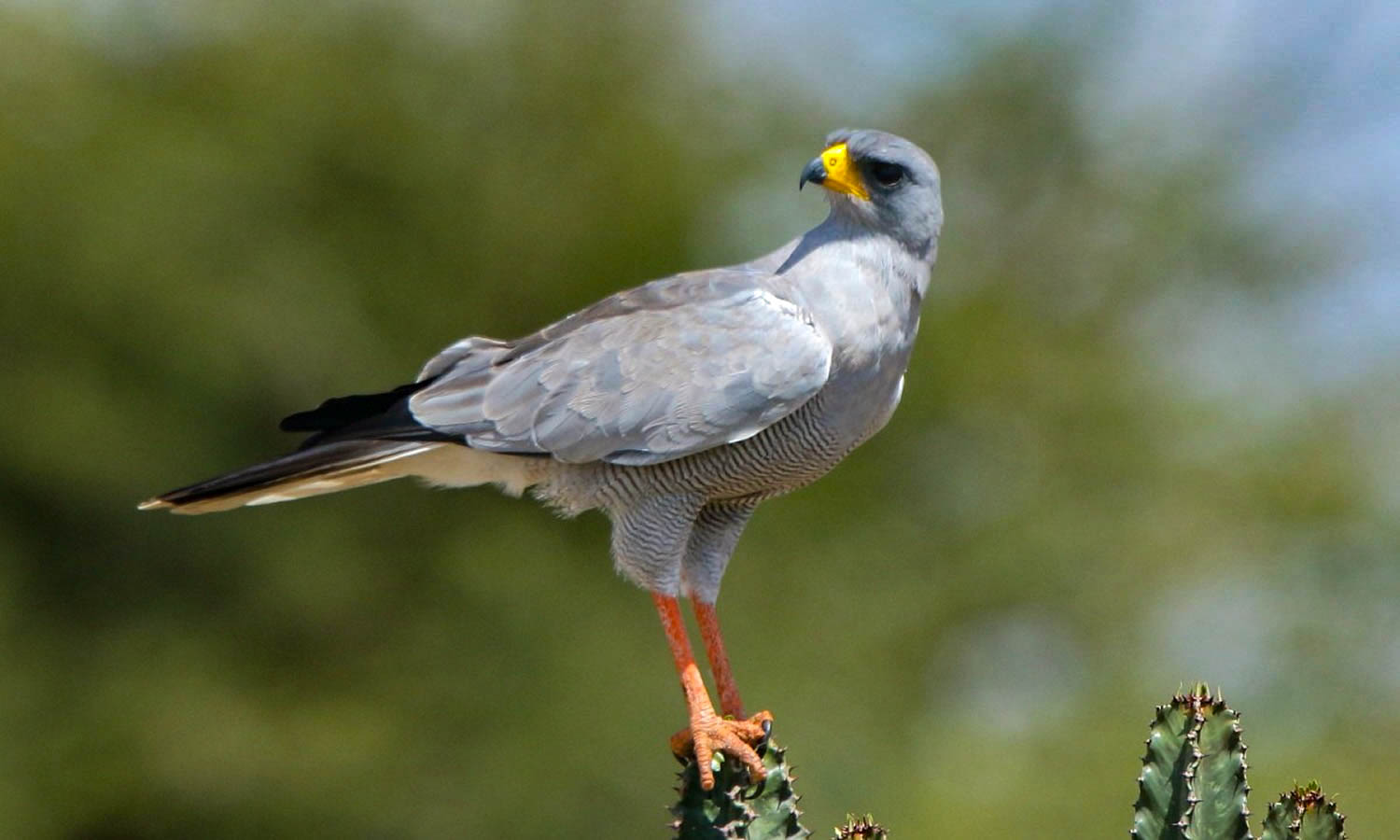 Eastern Chanting Goshawk
