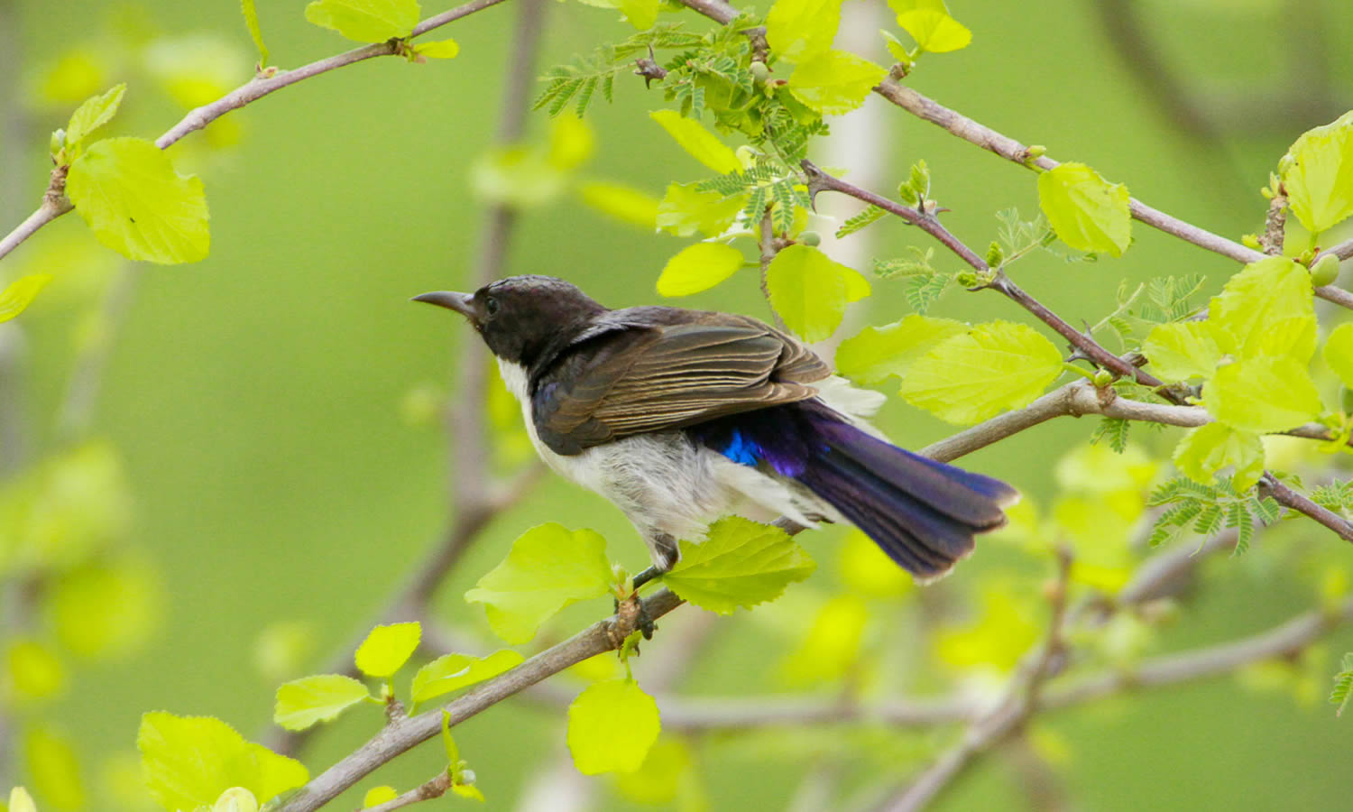 Eastern Violet-backed Sunbird