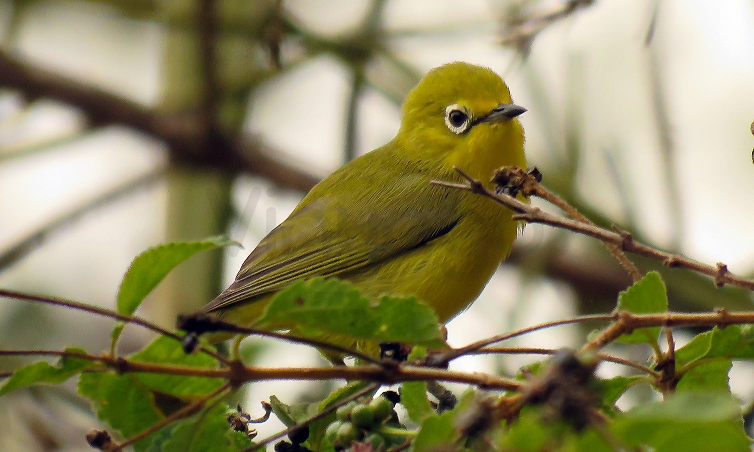 Eastern White Eye