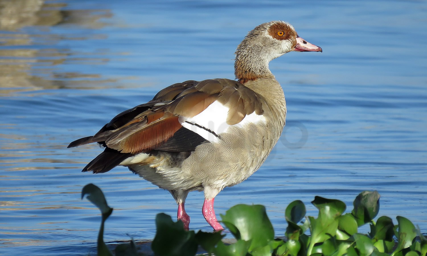 Egyptian Goose