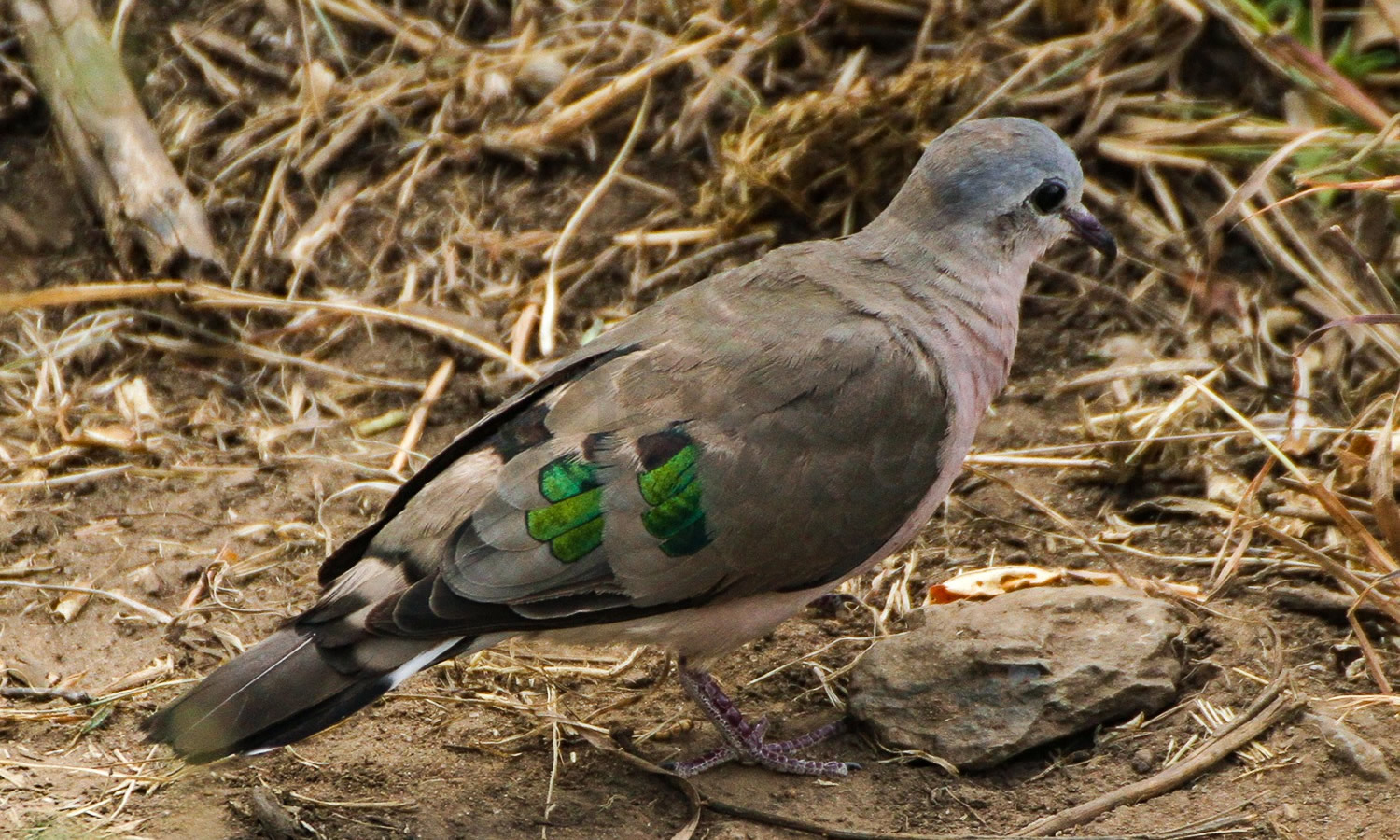 Emerald Spotted Dove