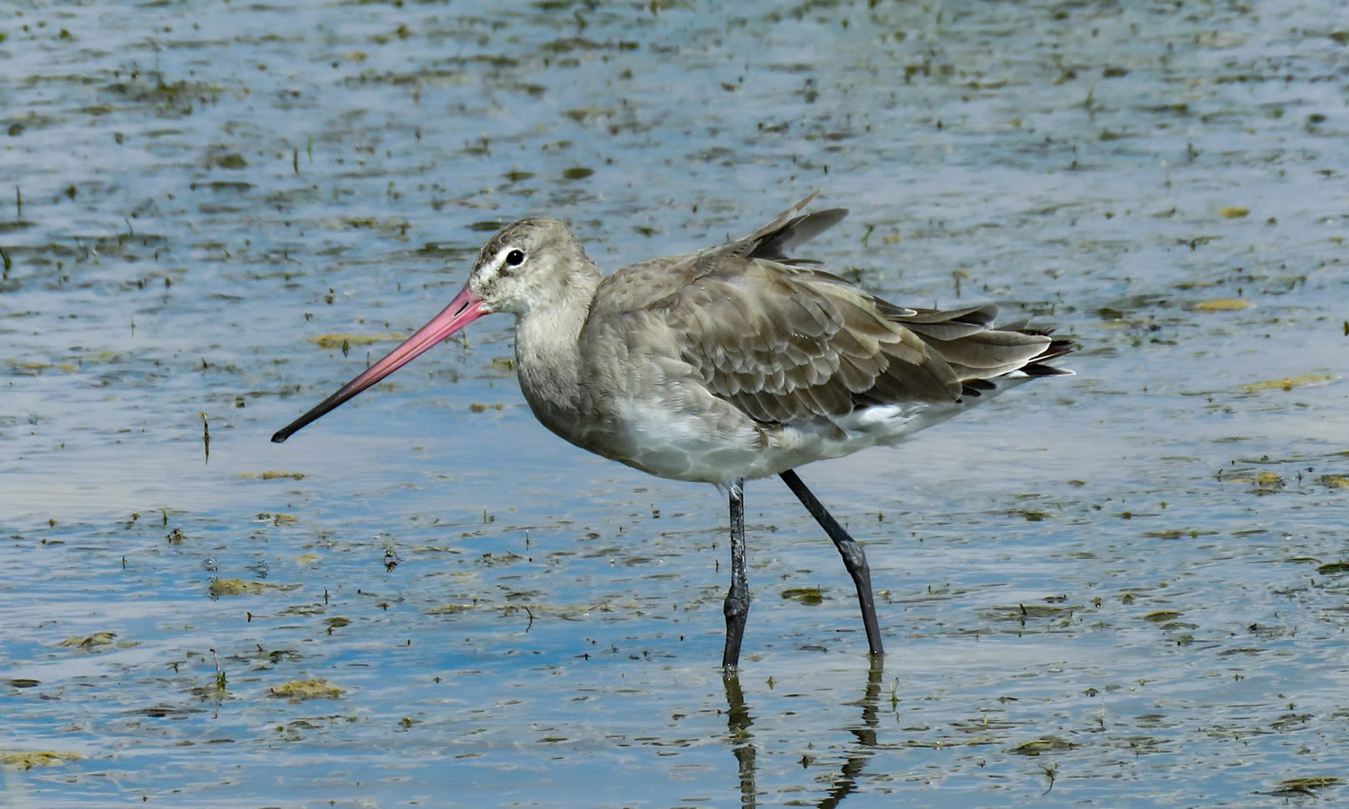 Eurasian Curlew