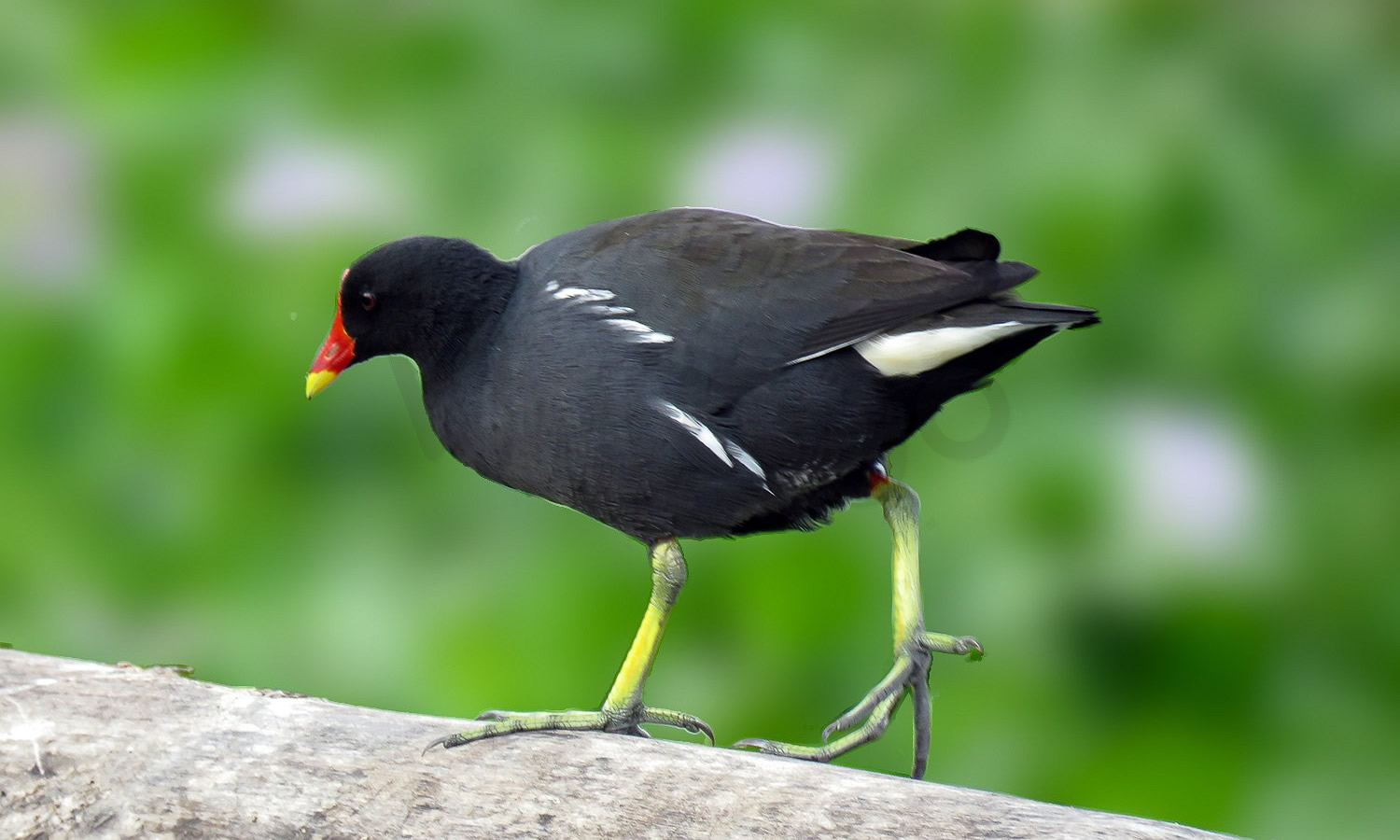 Eurasian Moorhen