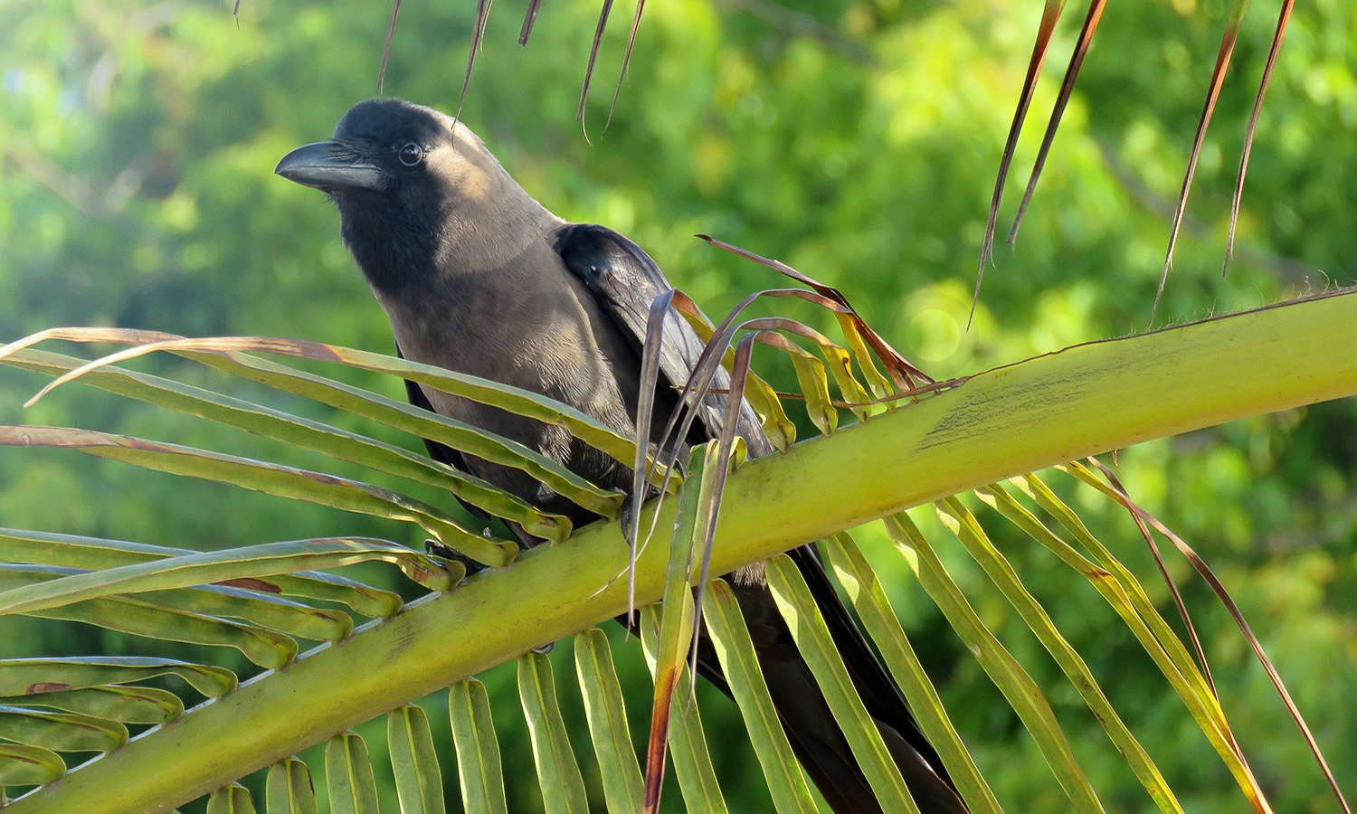 Fan Tailed Raven