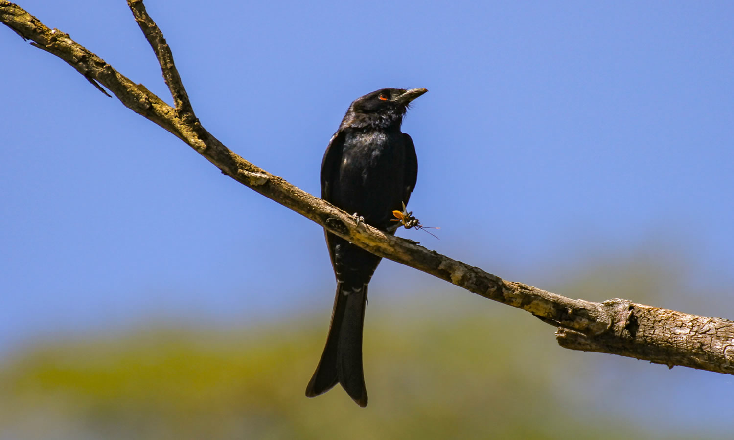 Fork-Tailed Drongo