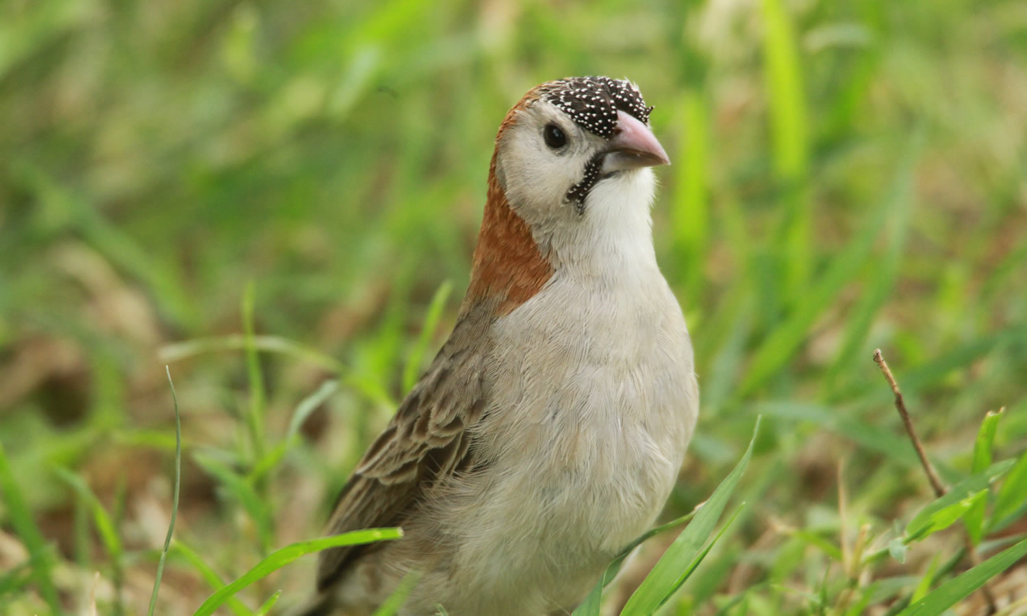 Front Speckled Weaver