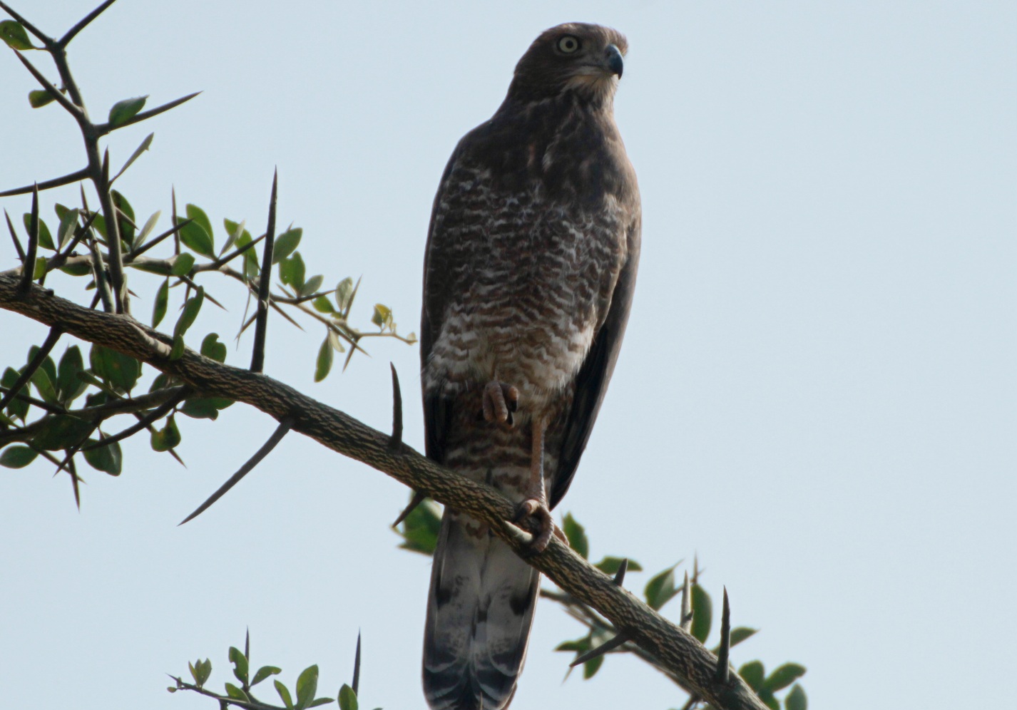 Grey-faced Buzzard