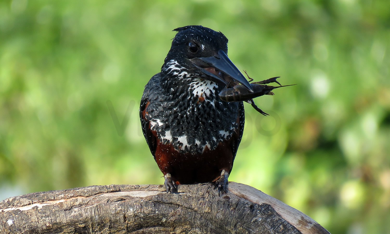 Giant Kingfisher