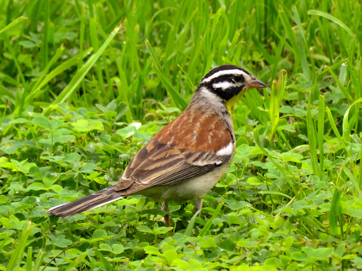 Golden-brested Bunting