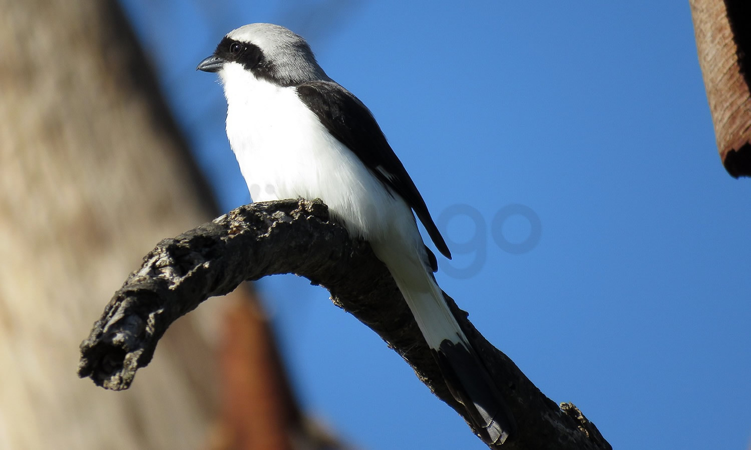 Gray Backed Fiscal