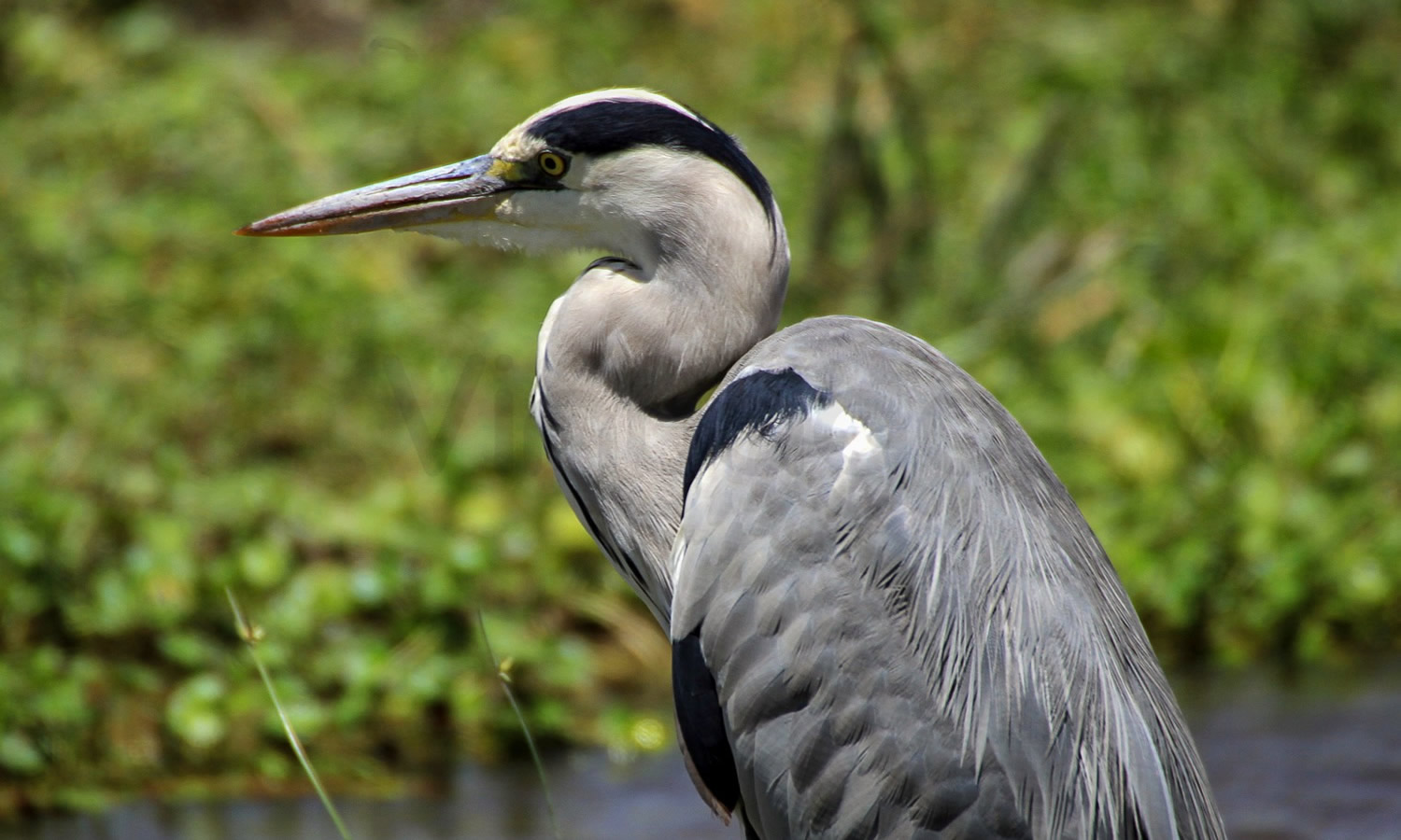 Gray Heron