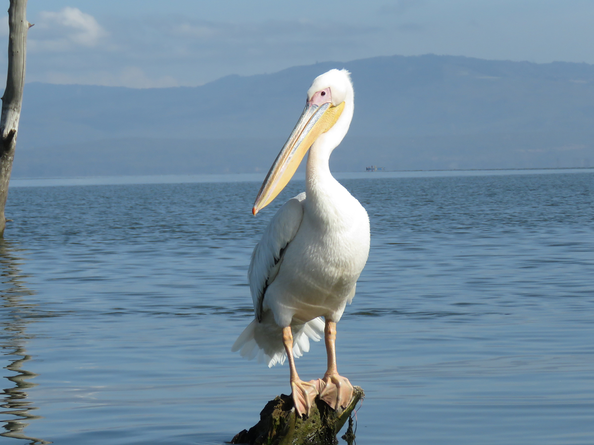Great White Pelican