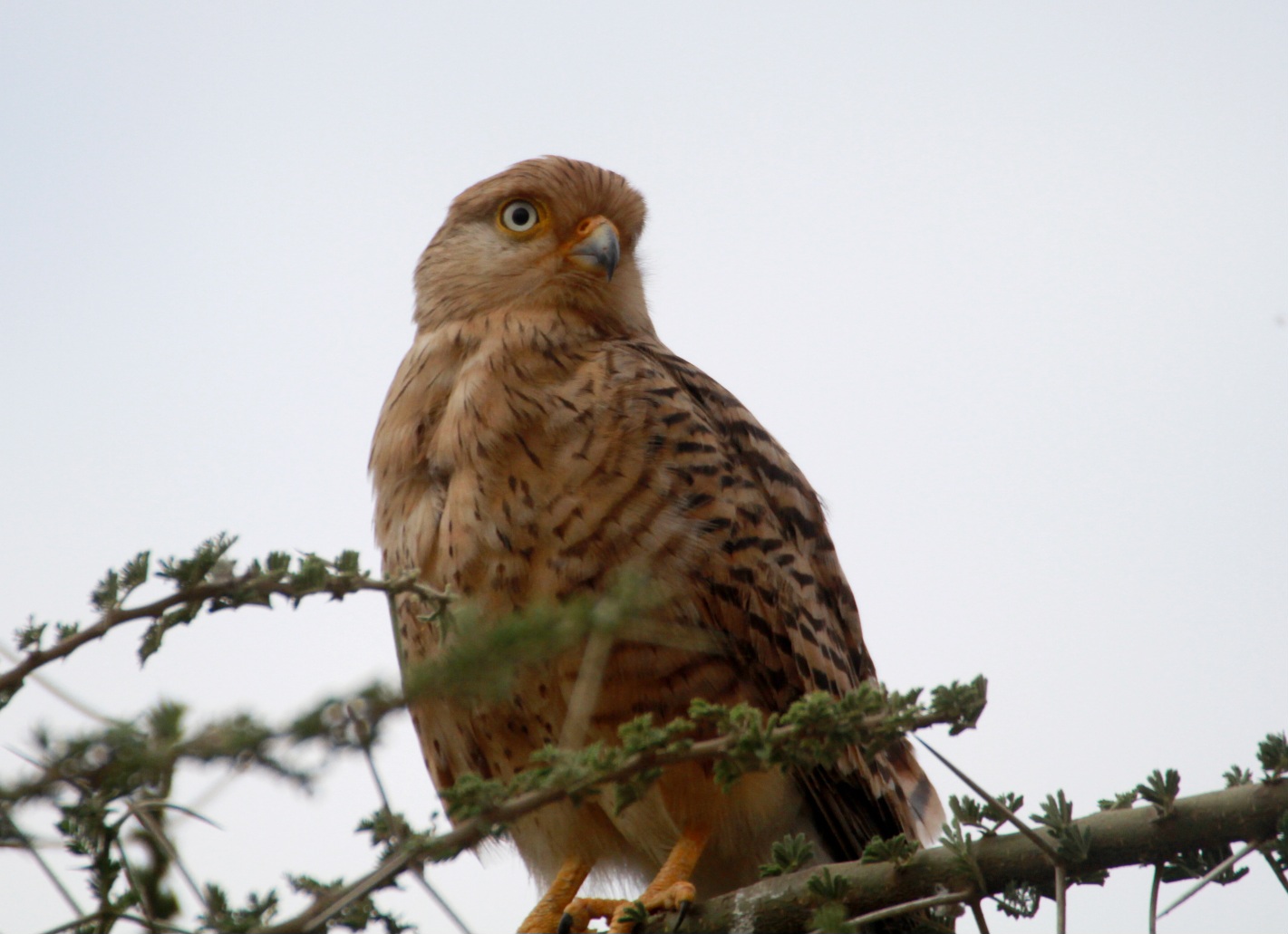 Greater Kestrel