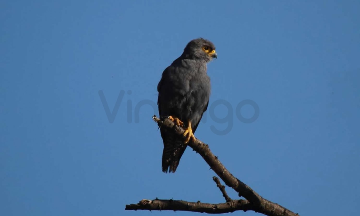 Grey Kestrel