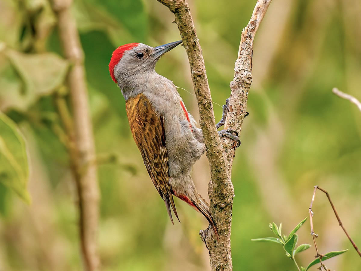 African Grey Woodpecker