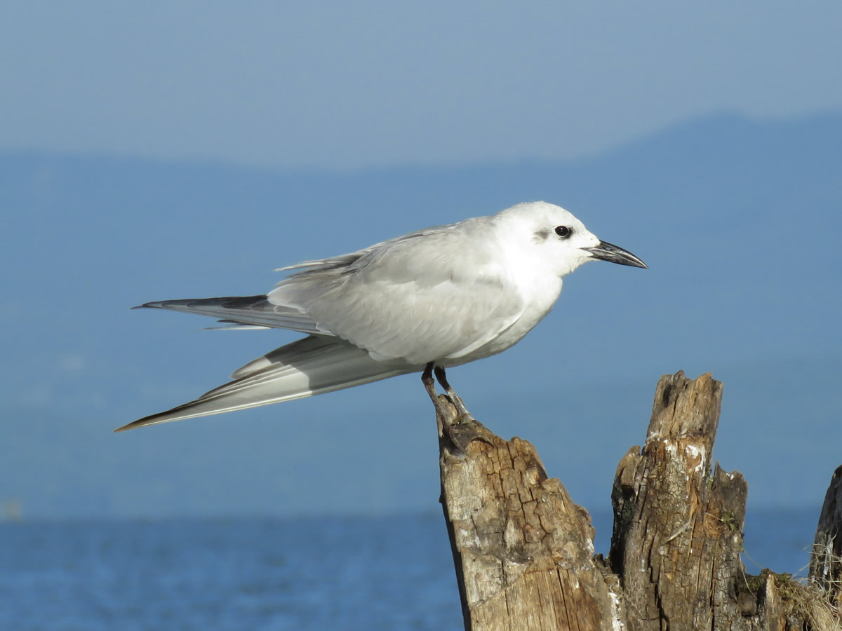 Gull billed Turn