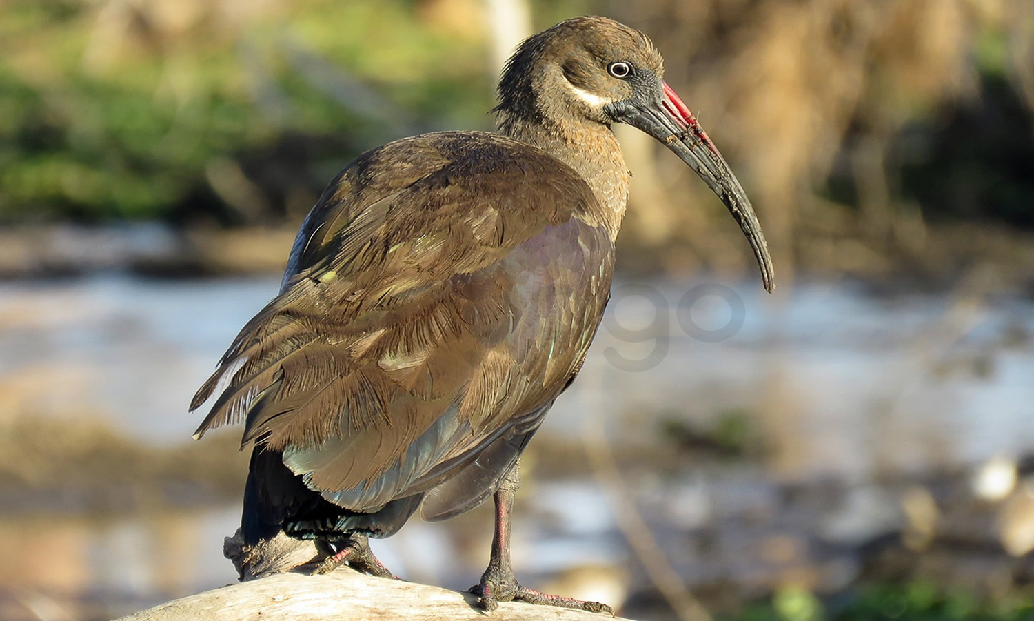 Hadada Ibis