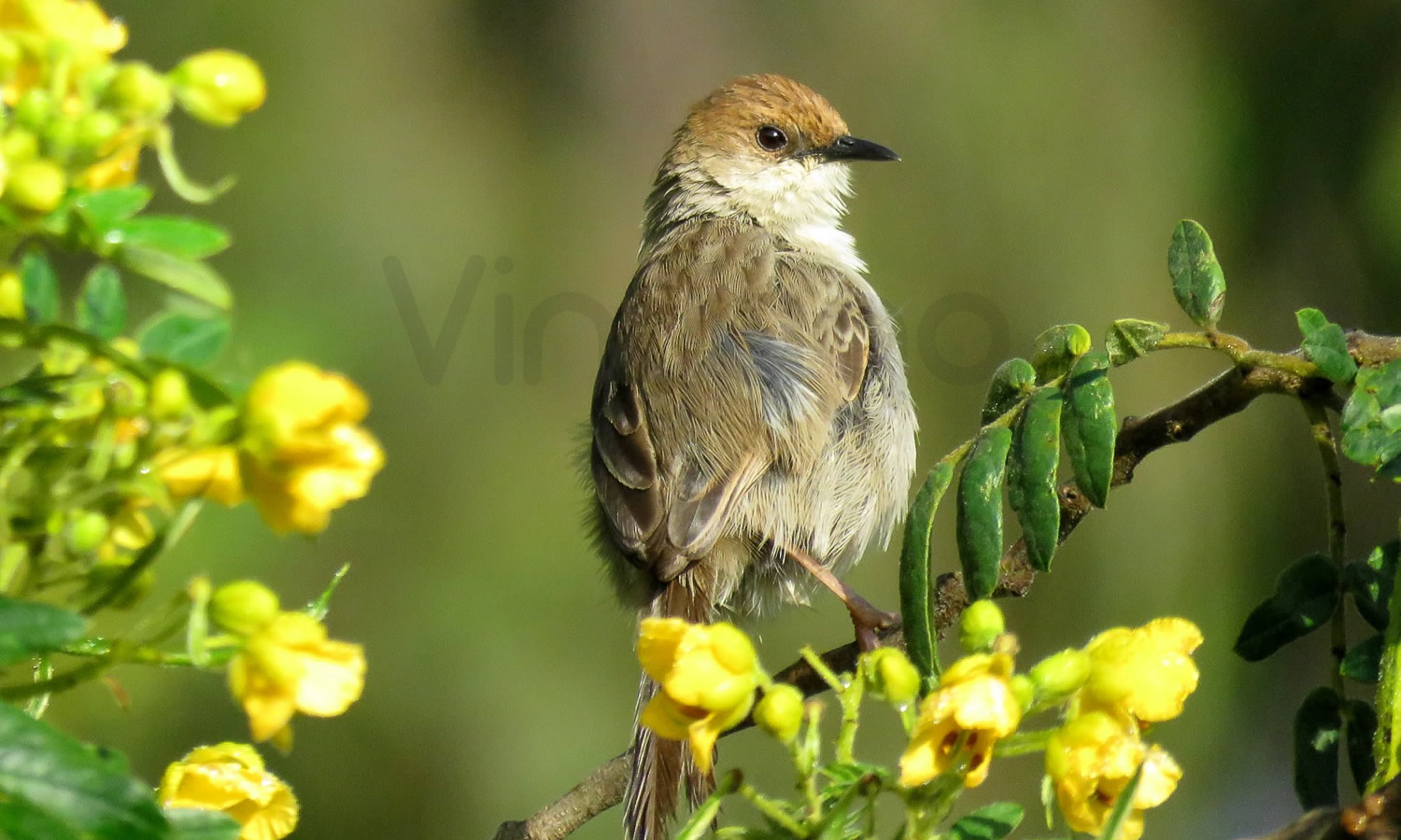 Hunters Cisticola