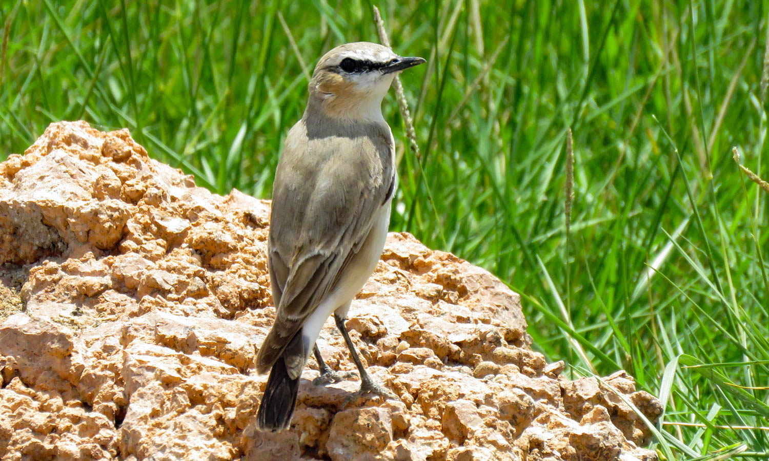 Isabelline Wheatear