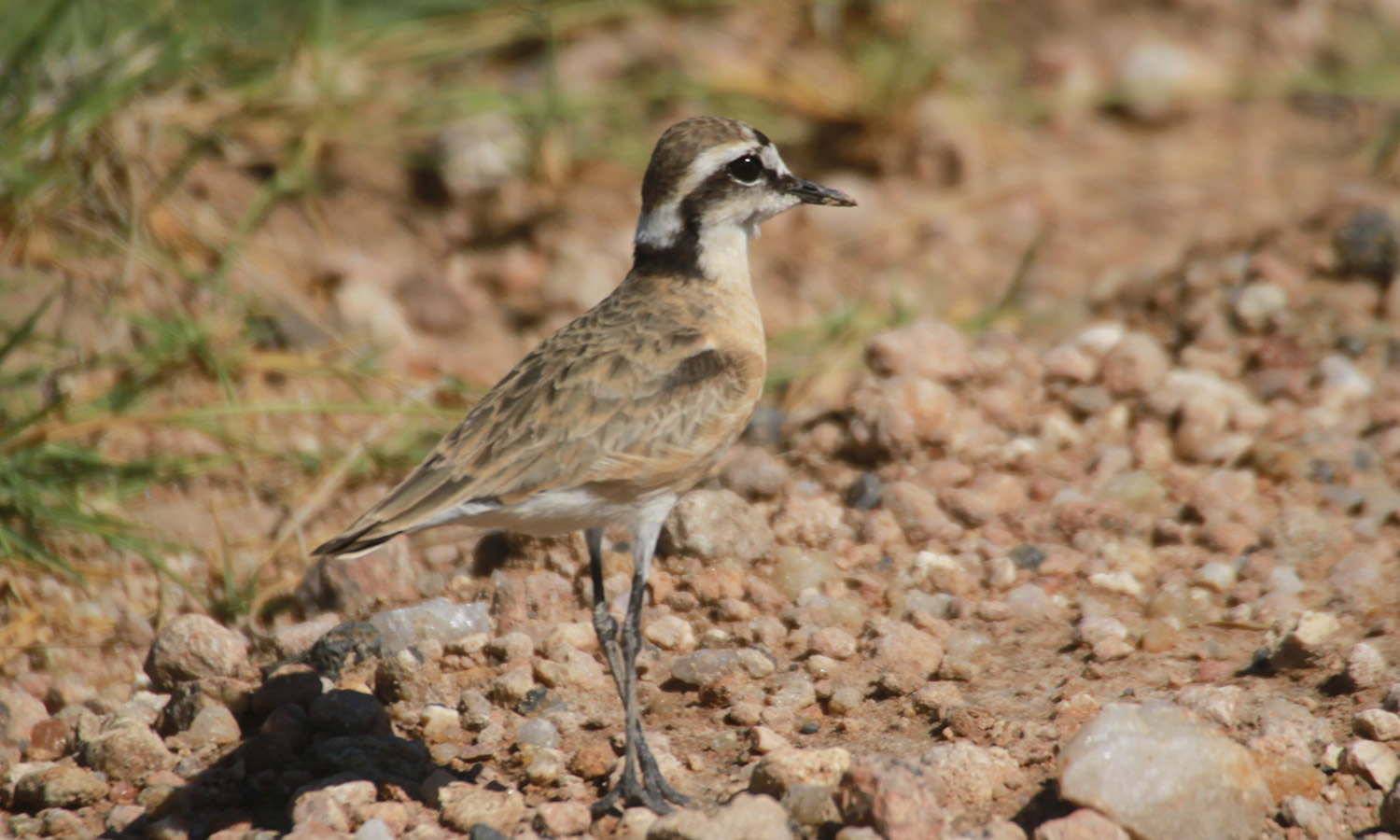 Kittlitzs Plover