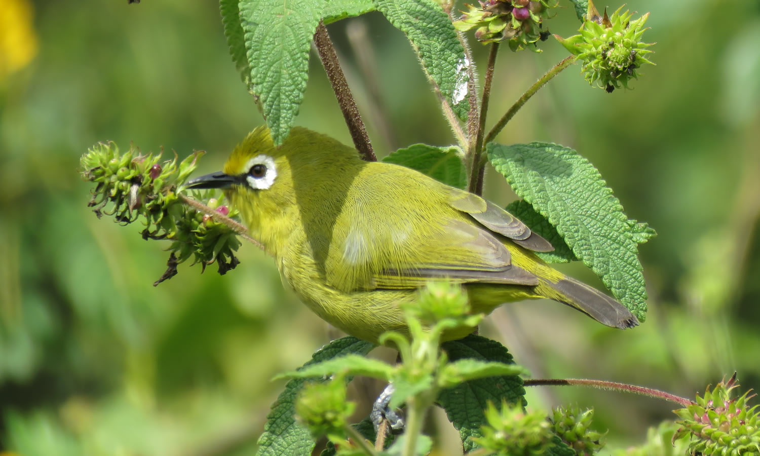 Lemon Bellied White-eye