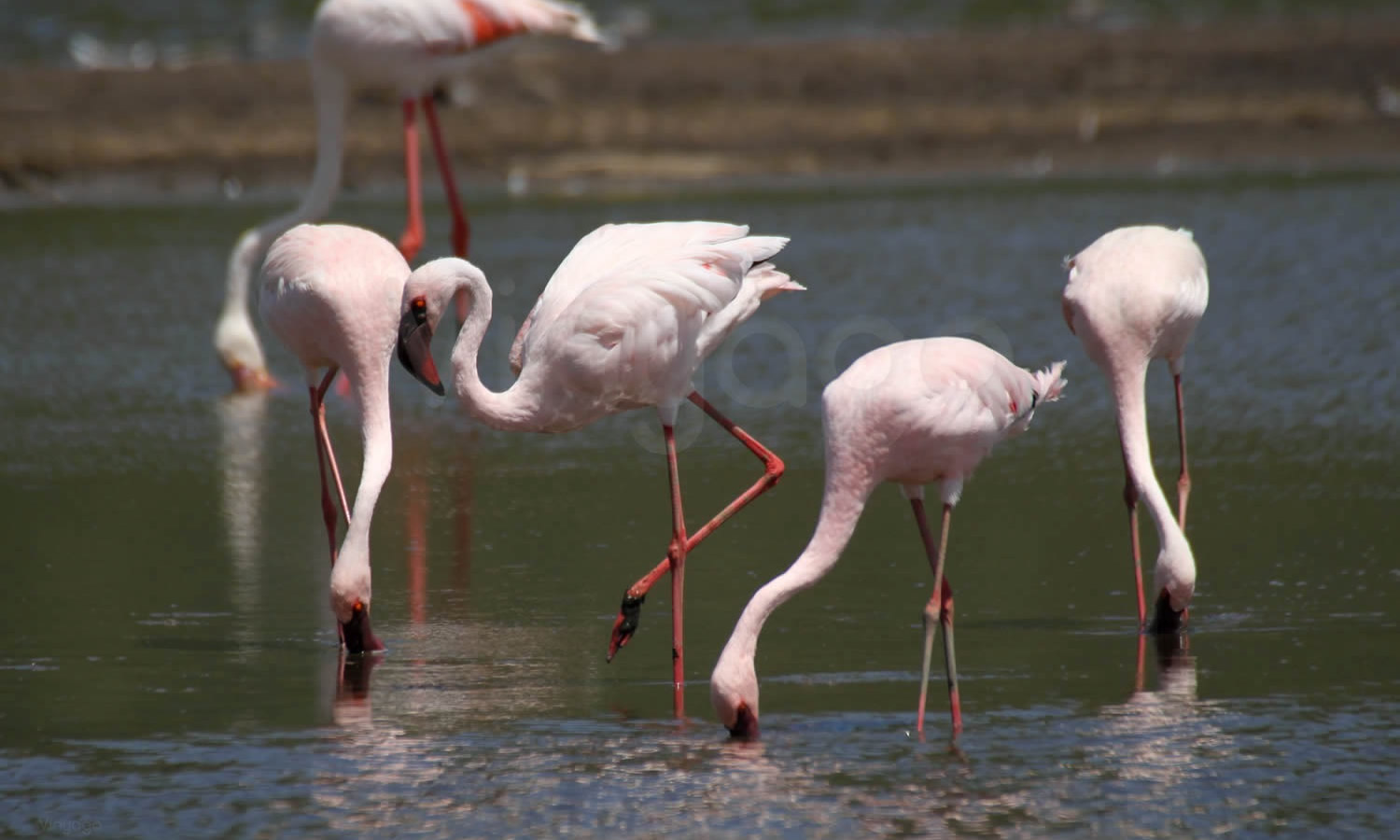 Lesser Flamingo