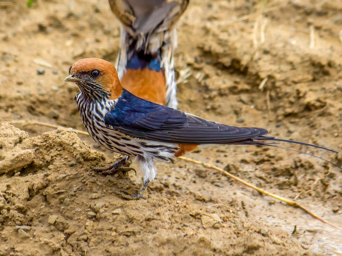 Lesser Stripped Swallow
