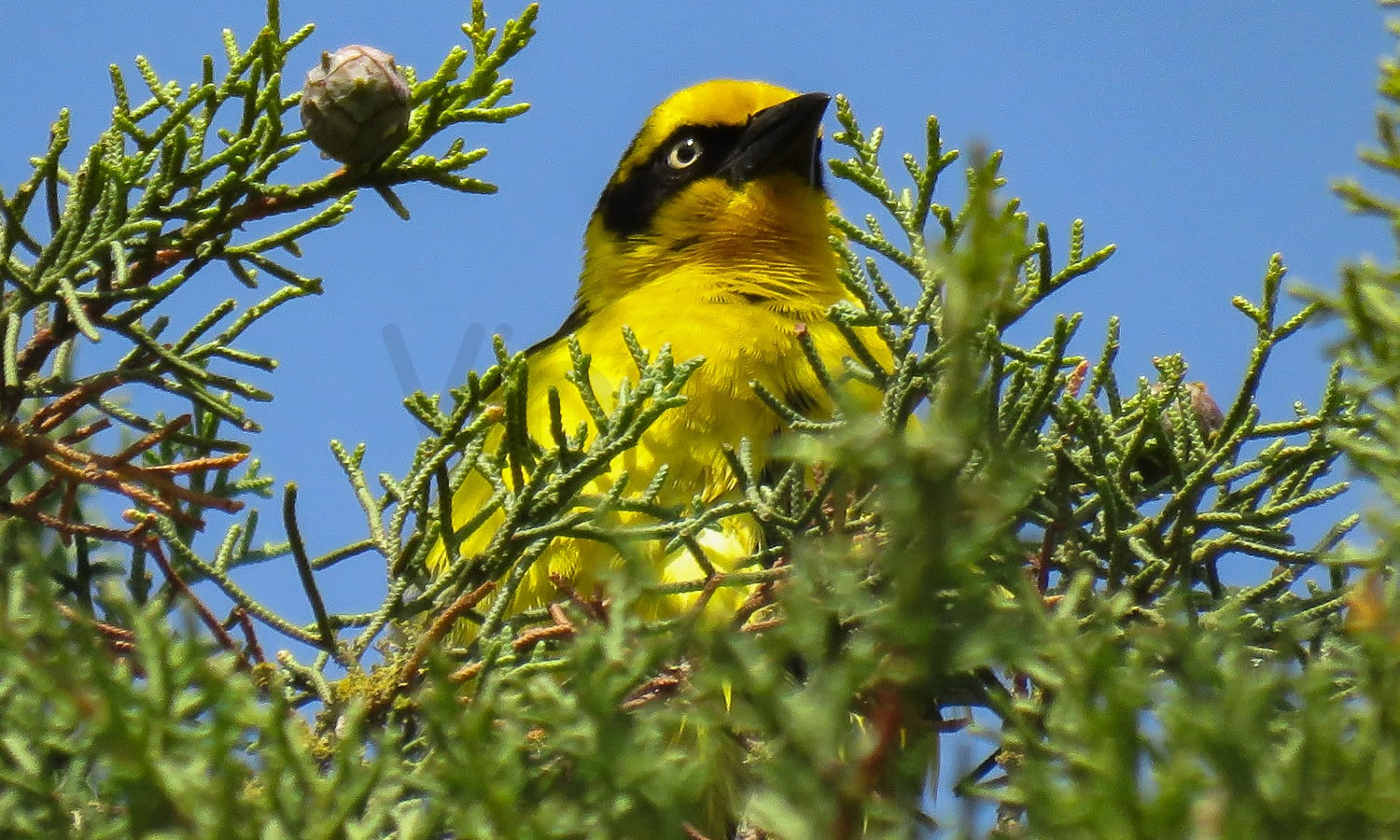 Little Weaver