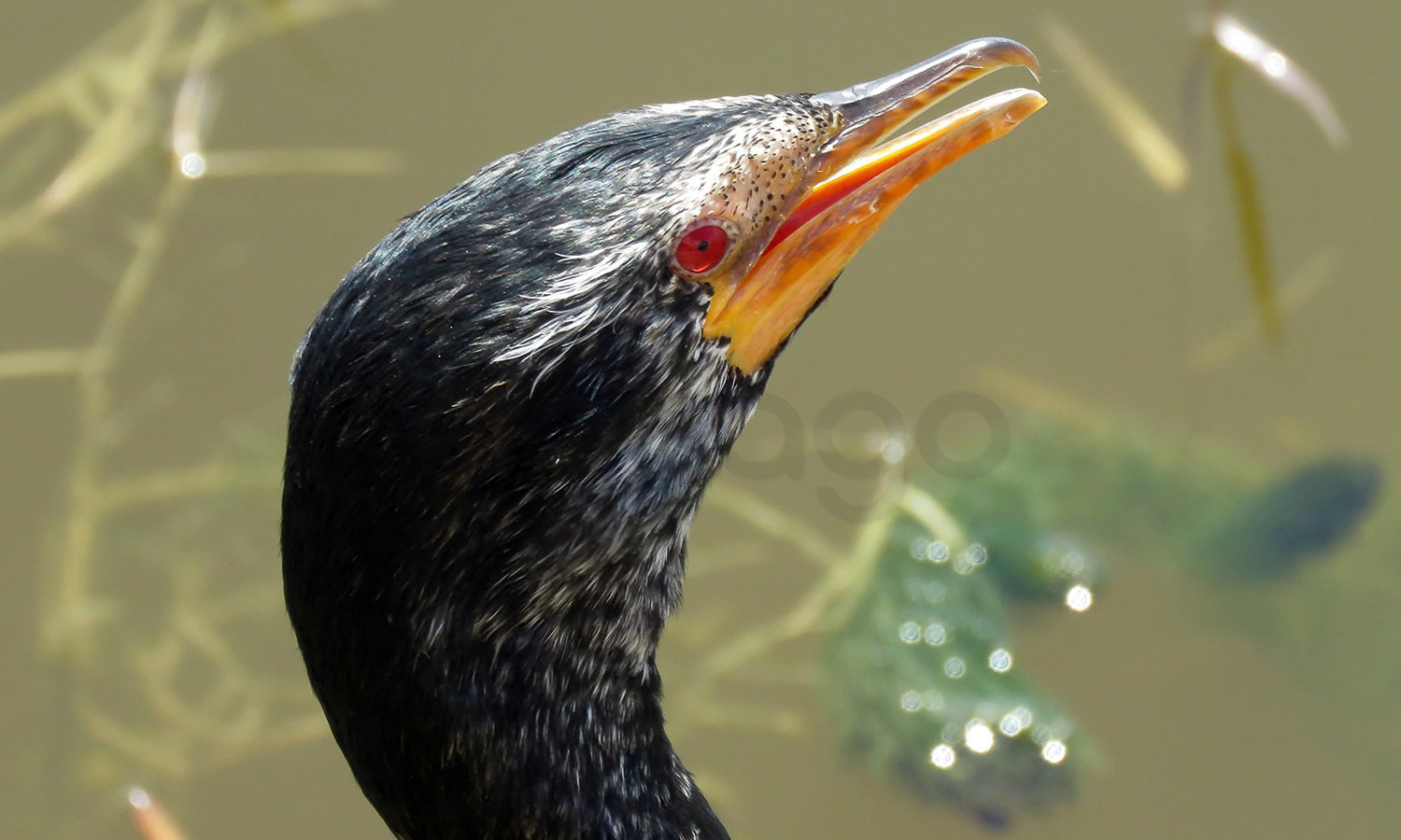 Long Tailed Cormorant