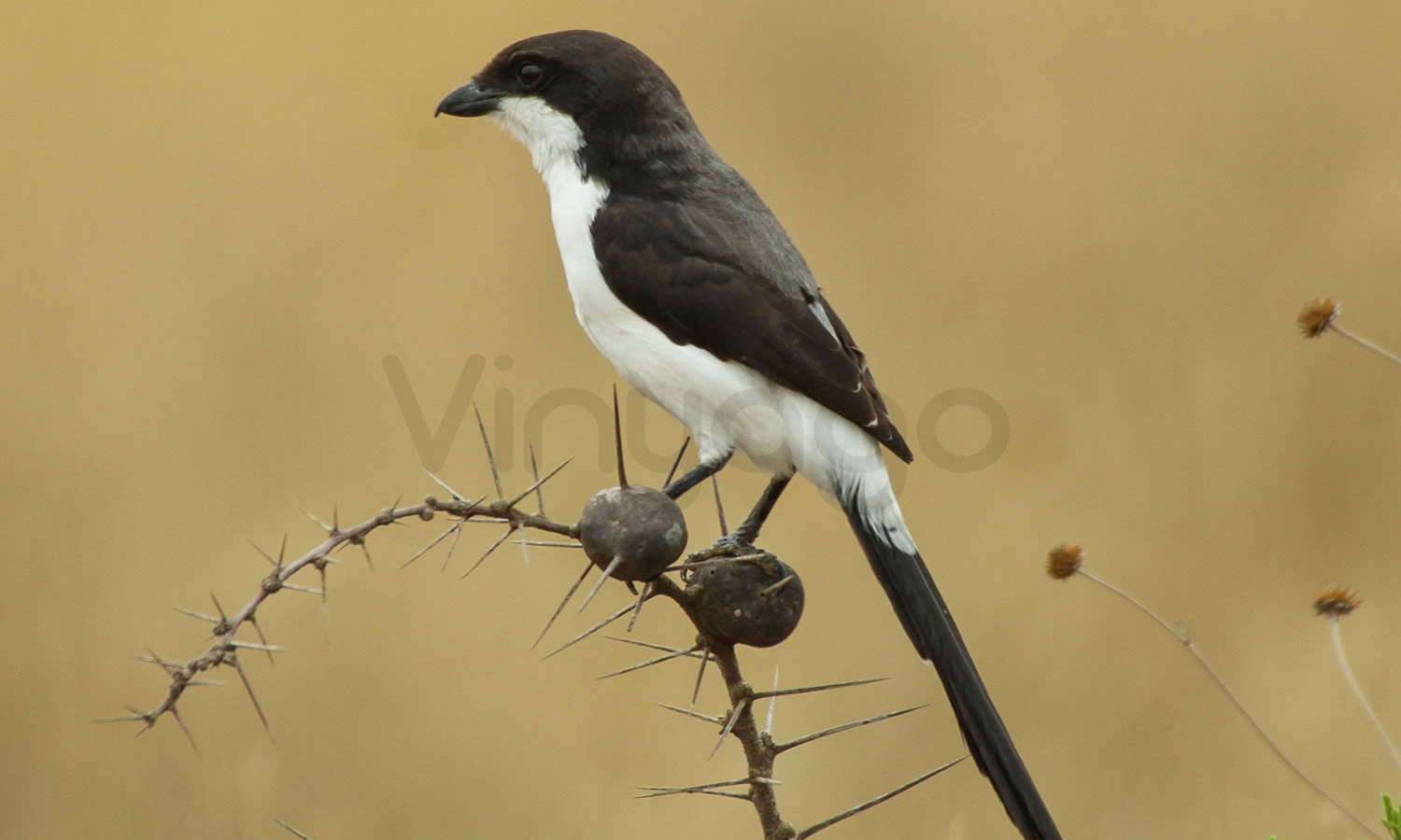 Long Tailed Fiscal
