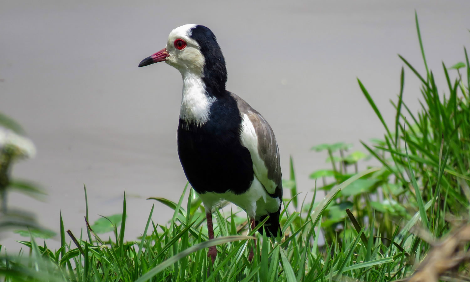 Long Toed Lapwing