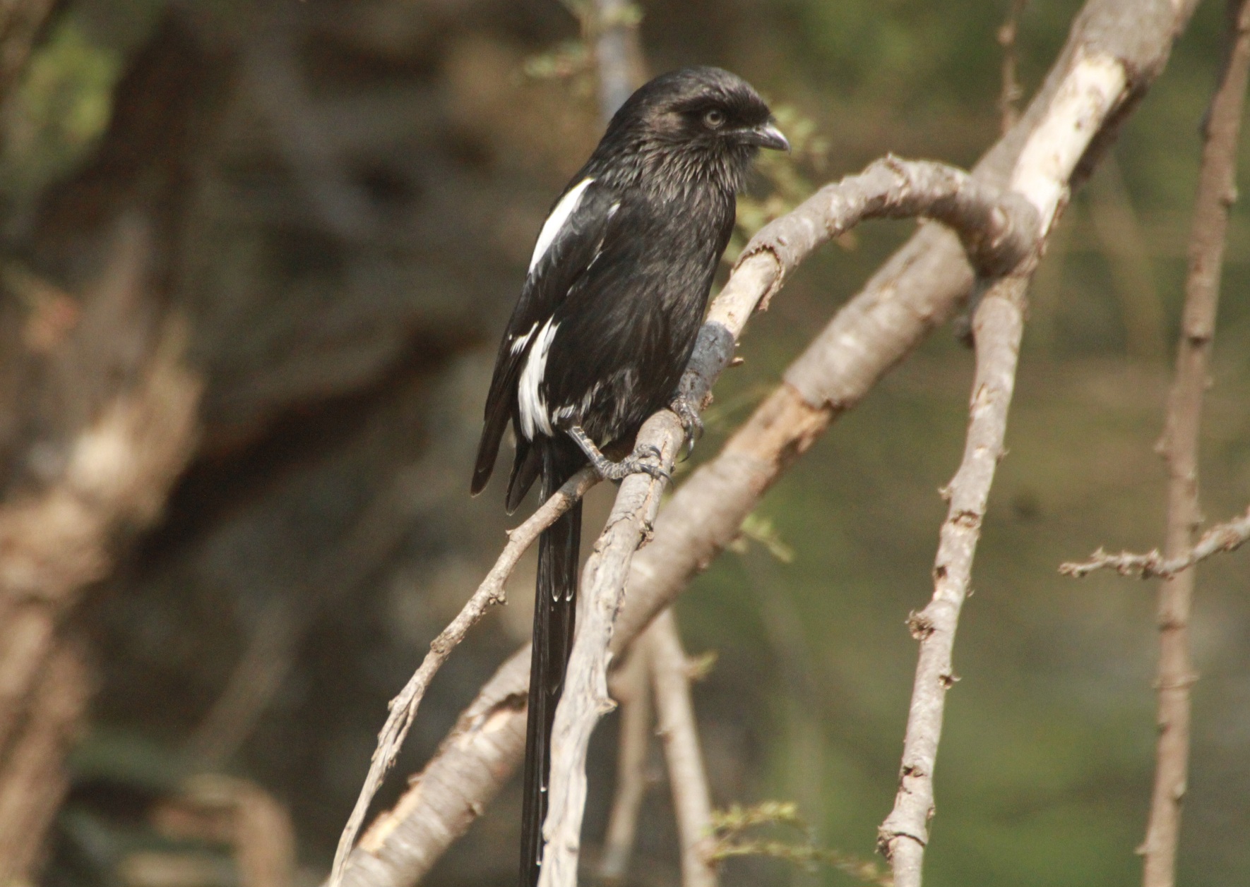 Magpie Shrike