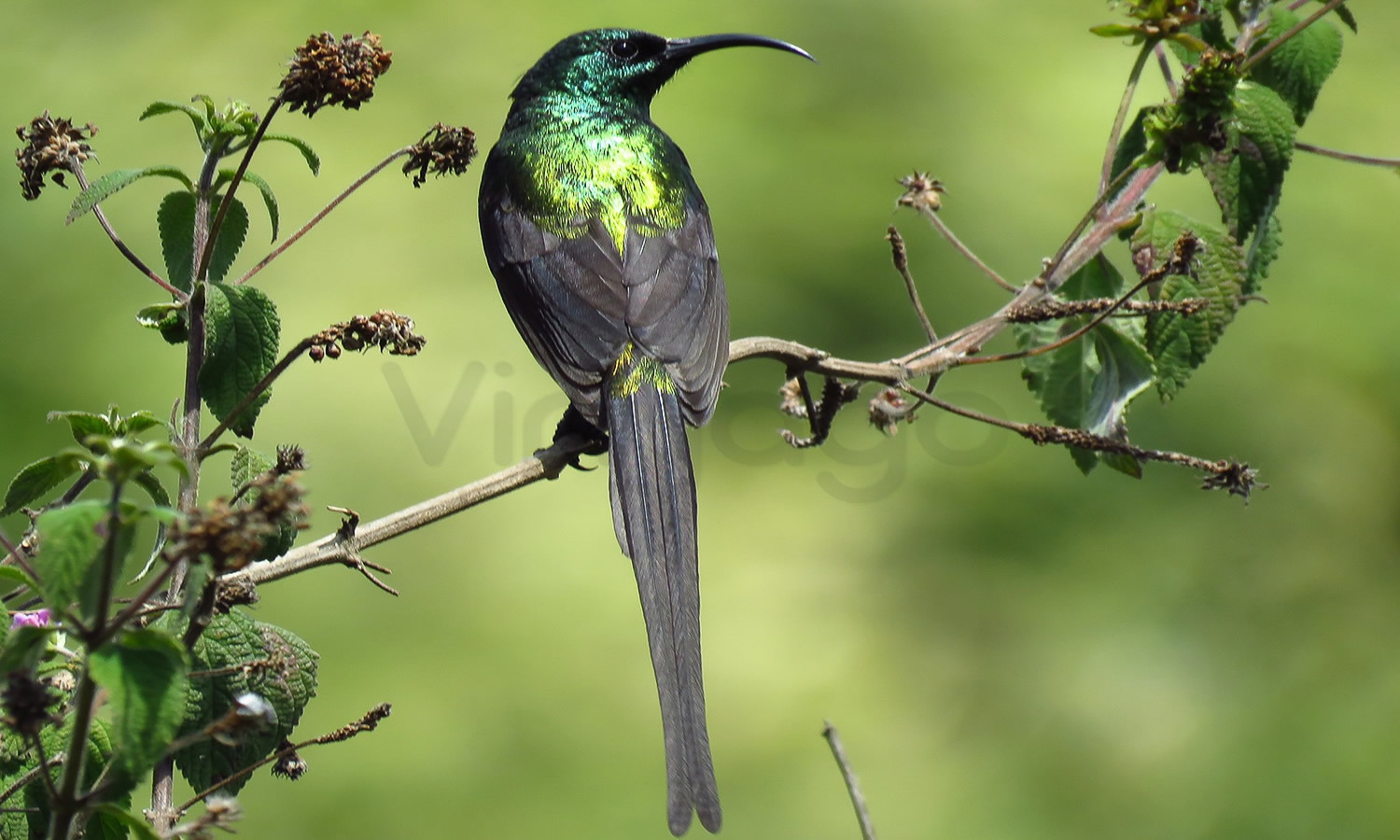 Malachite Sunbird
