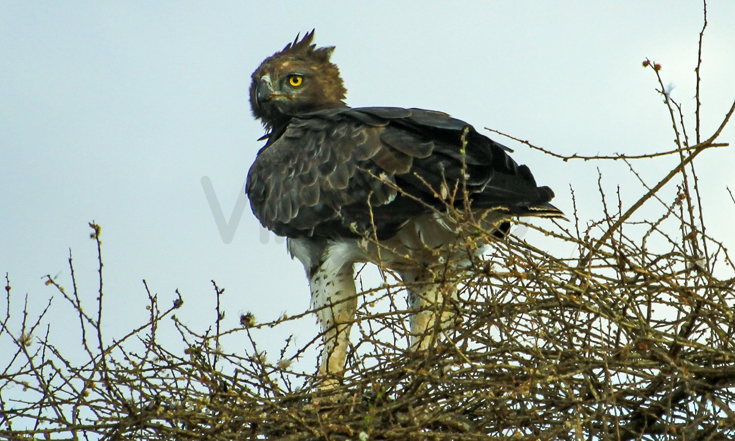 Martial Eagle
