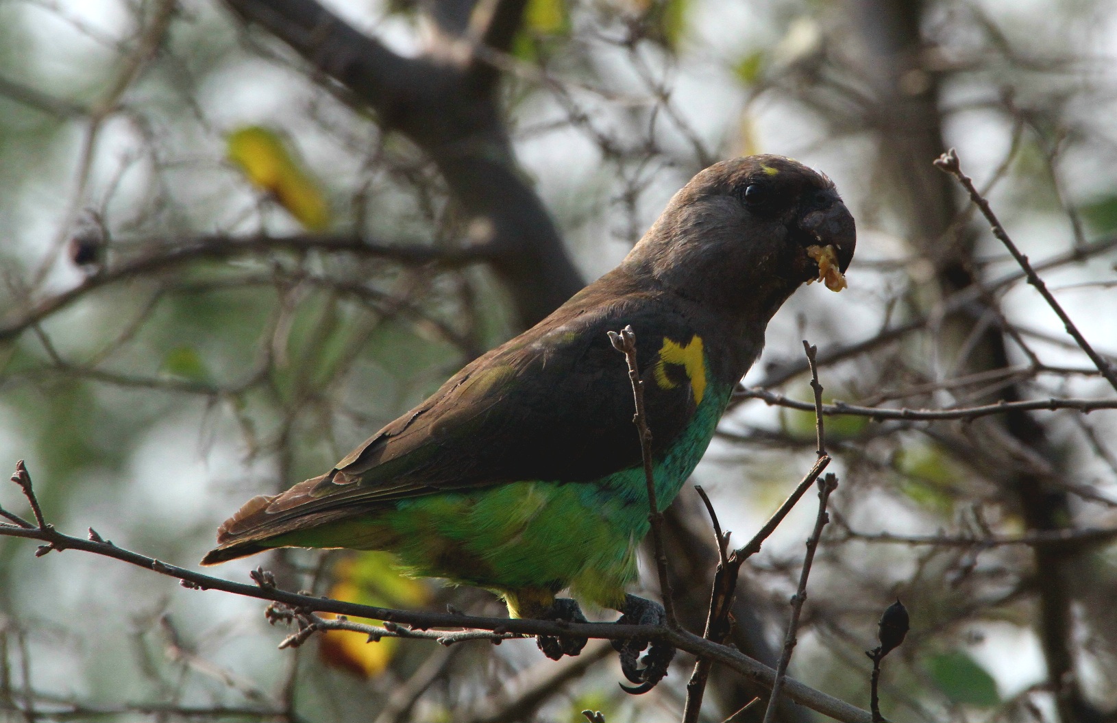 Meyers Parrot