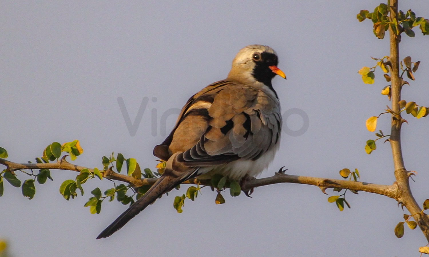 Namaqua Dove