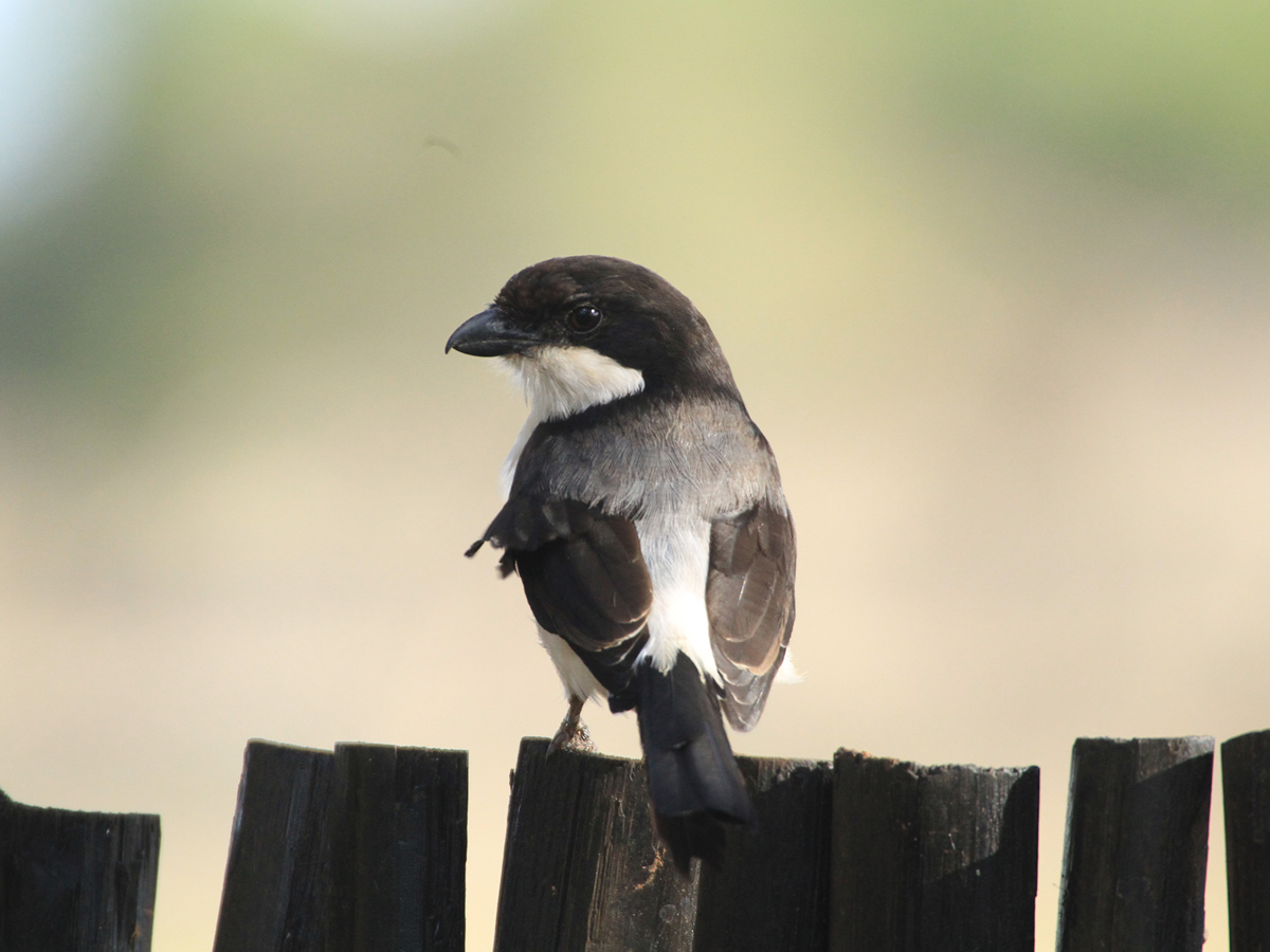 Northern Fiscal