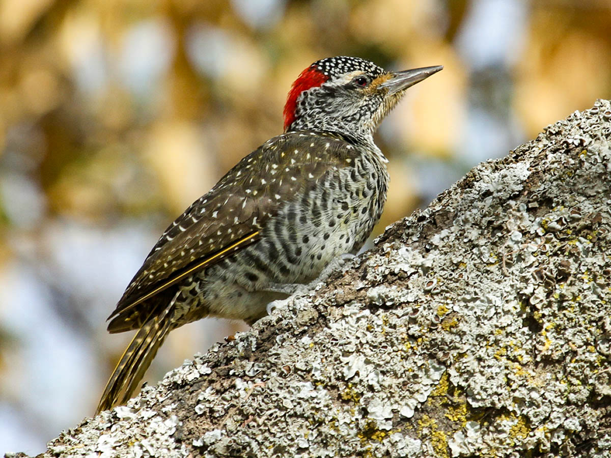 Nubian Woodpecker